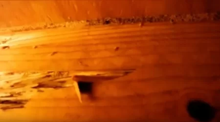 Formosson Termites Discovered by Lawyers Inspecting Clients Home