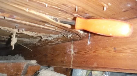 Do You Have to Be A Former Management-side Labor Lawyer to See Termite Damage Like This in an Attic?