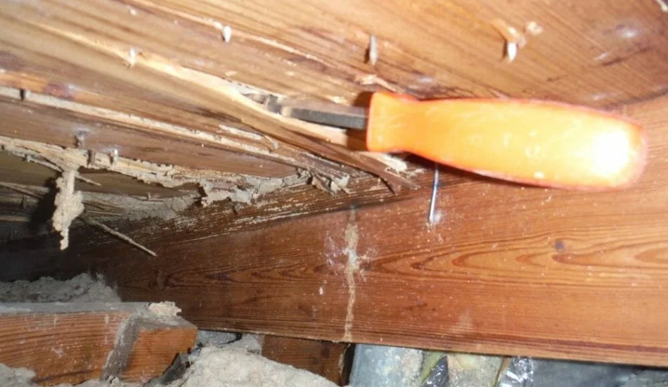 Do You Have to Be A Former Management-side Labor Lawyer to See Termite Damage Like This in an Attic?