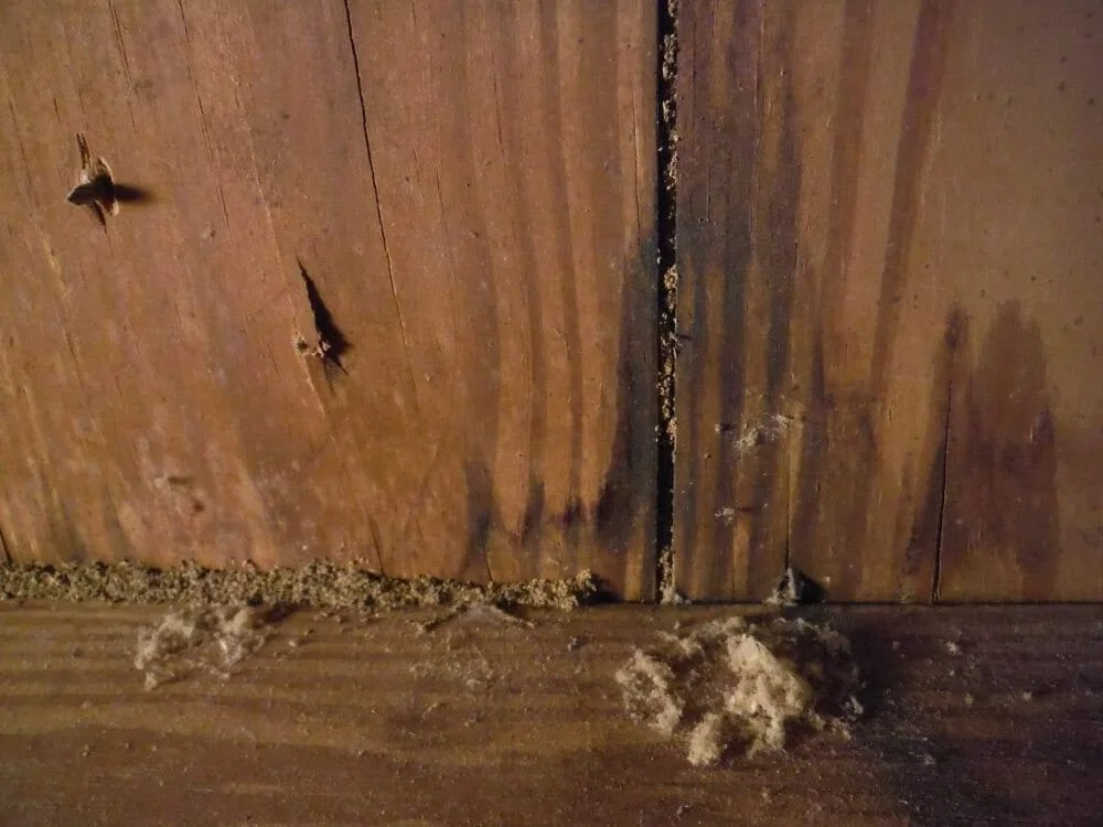 Do You Have to Be A Former Management-side Labor Lawyer to See Termite Damage Like This in an Attic? - 2