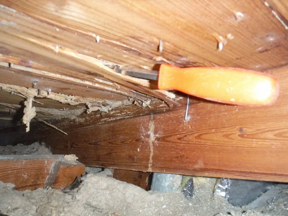 Do You Have to Be A Former Management-side Labor Lawyer to See Termite Damage Like This in an Attic? - 3