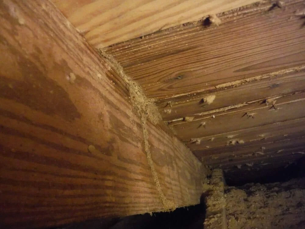 Do You Have to Be A Former Management-side Labor Lawyer to See Termite Damage Like This in an Attic? - 4