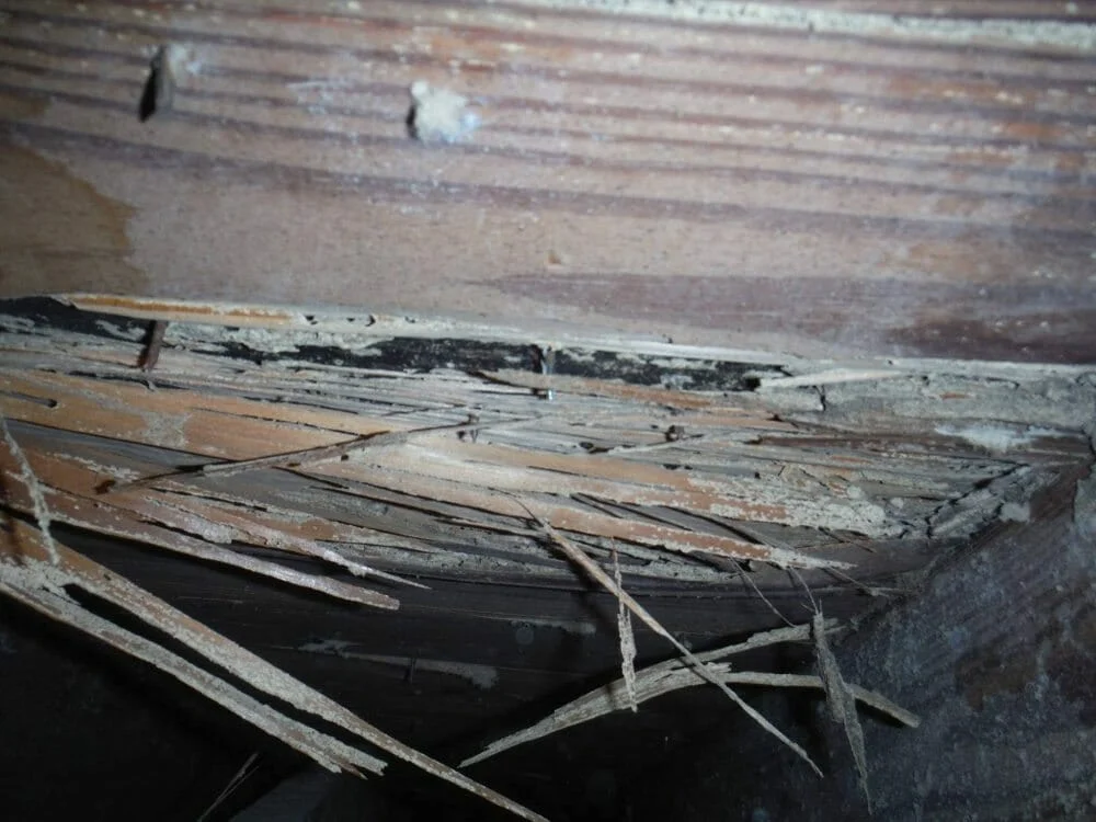 Do You Have to Be A Former Management-side Labor Lawyer to See Termite Damage Like This in an Attic? - 5