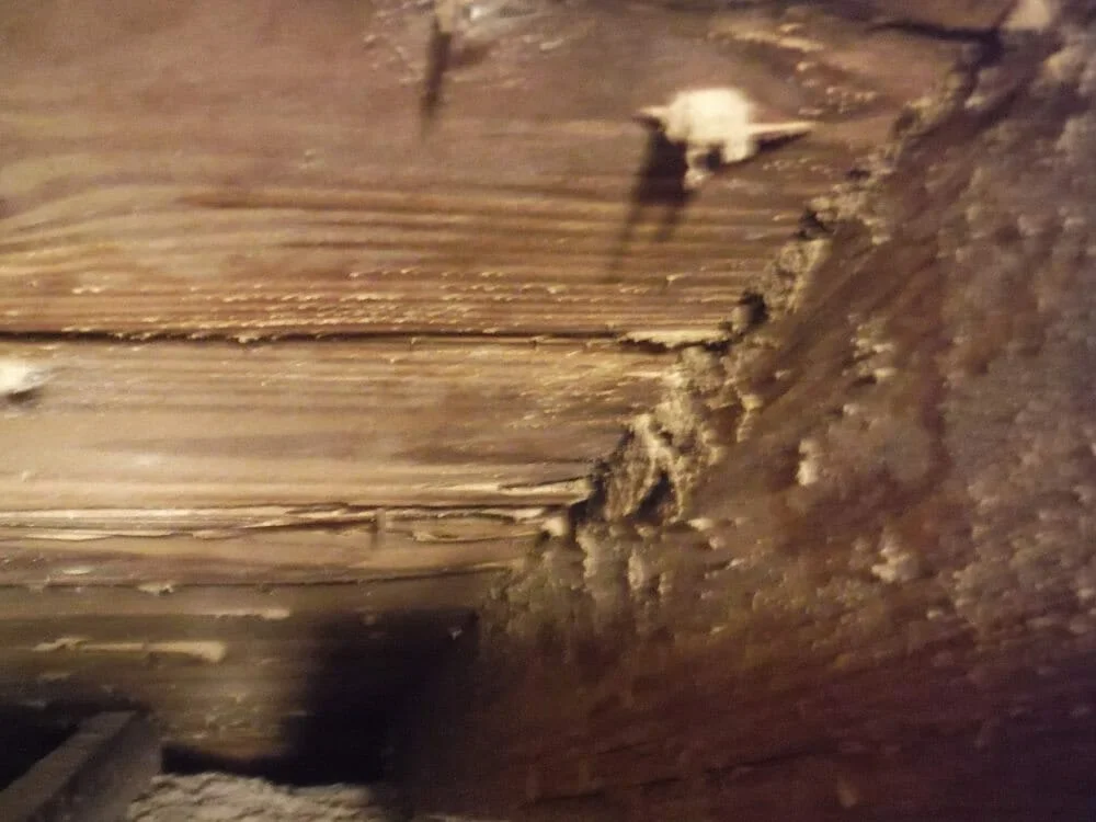 Do You Have to Be A Former Management-side Labor Lawyer to See Termite Damage Like This in an Attic? - 7