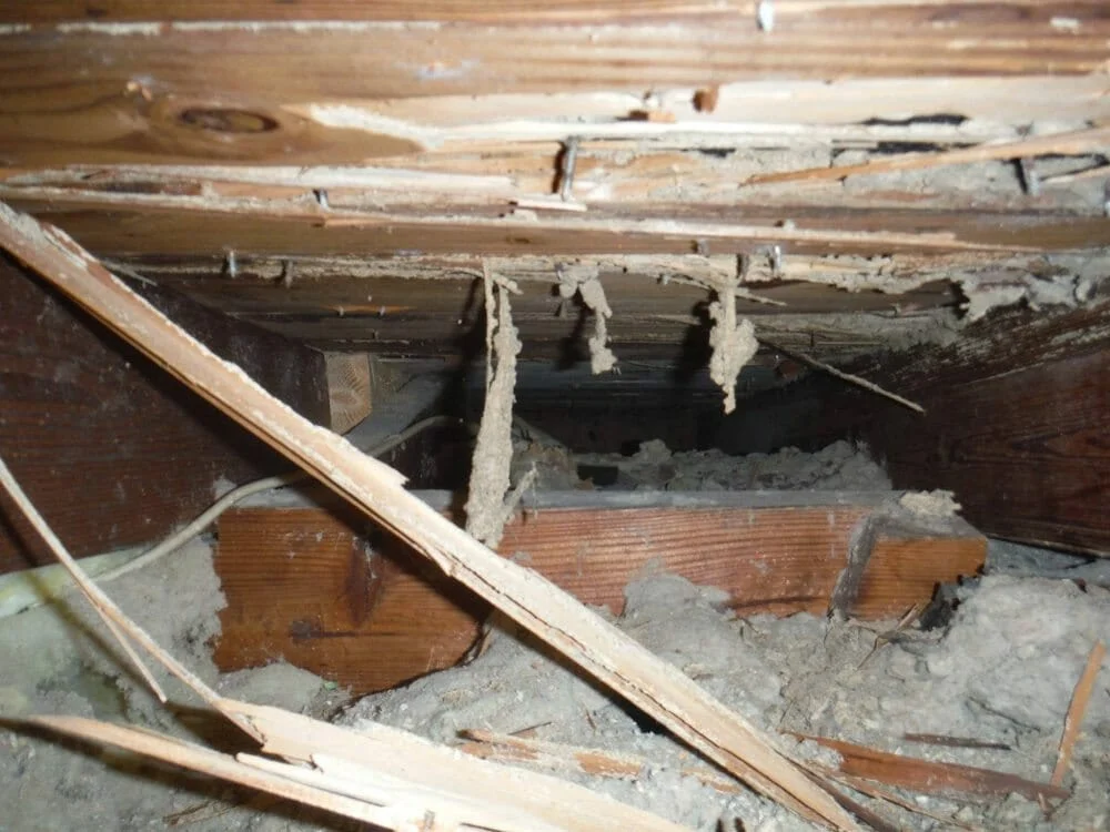 Do You Have to Be A Former Management-side Labor Lawyer to See Termite Damage Like This in an Attic? - 8