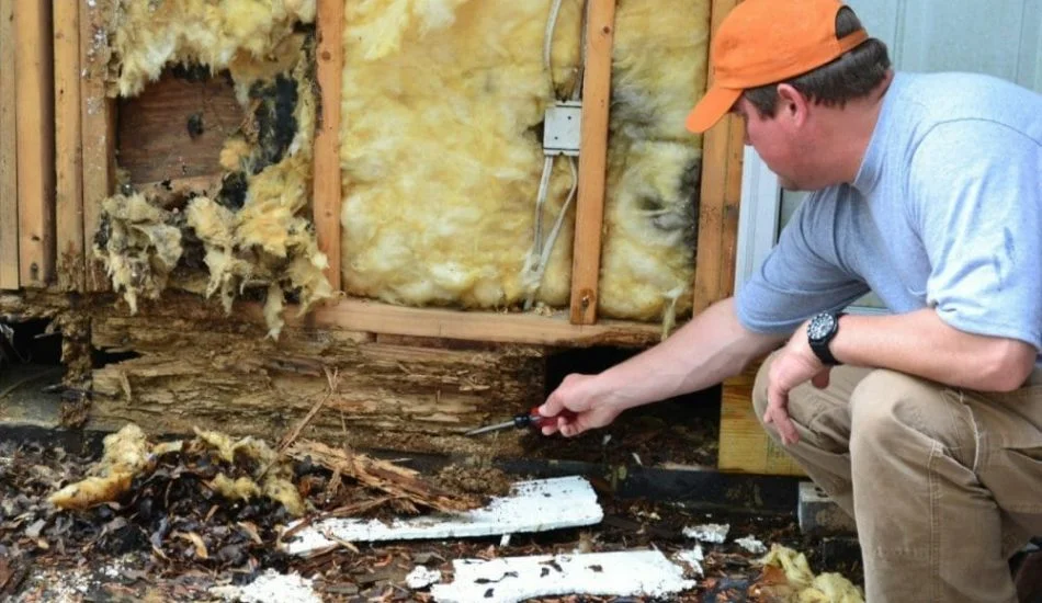 Scam Alert: Termite Companies May Not Do Everything in their Power to Prevent Infestations – Often to Save Money