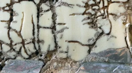 Could Super Termites Be Destroying Your Home?