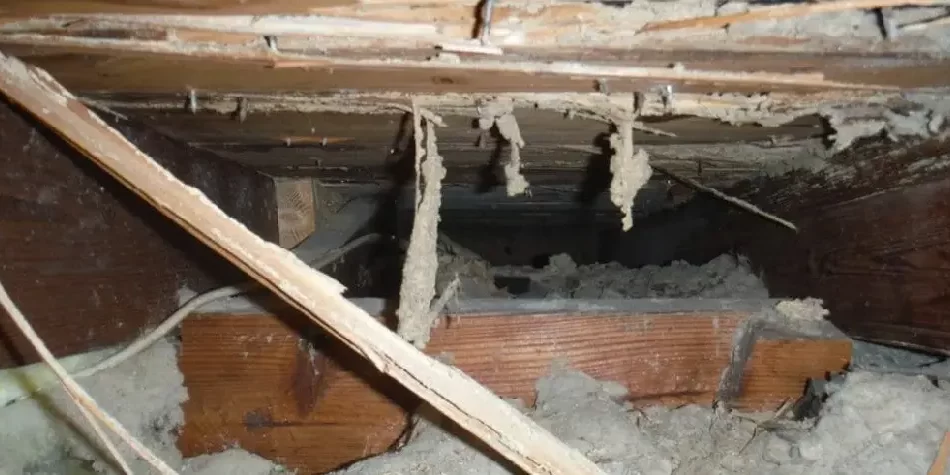 When Should You Call a Termite Damage Lawyer?