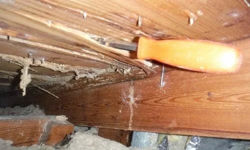 How to Fix Termite Damage