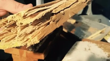 It’s Termite Season, is your Home Really Protected?
