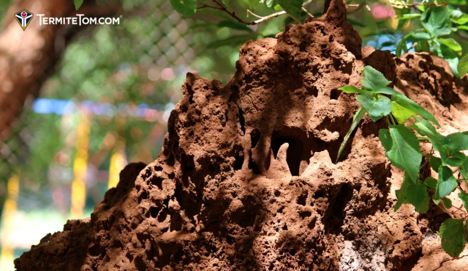 Termite Swarm Season — All You Need to Know