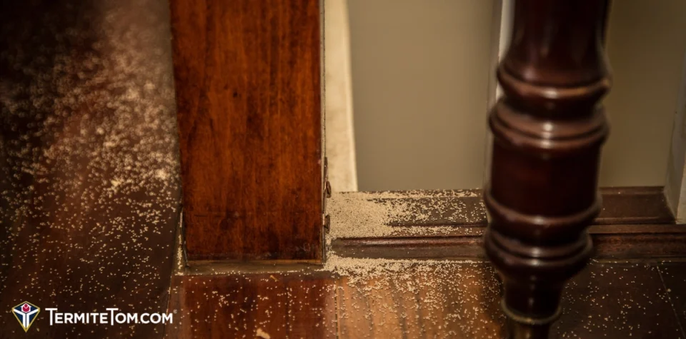Panama City, FL Termite Damage Lawyer