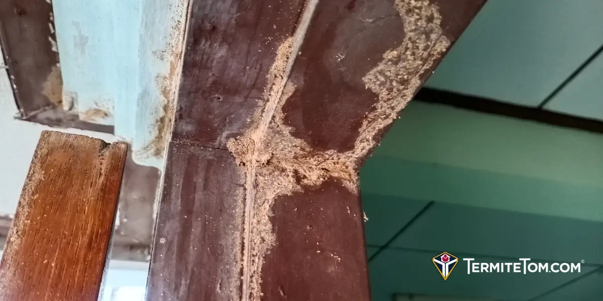 Alabama Termite Damage Lawyer