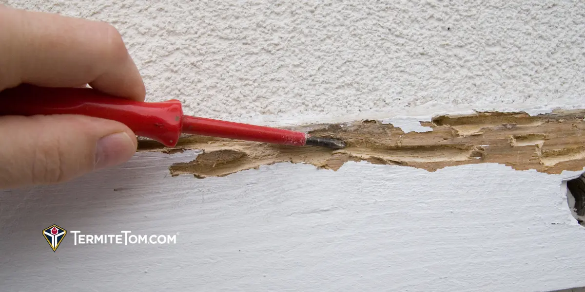 Abilene Termite Damage Lawyer
