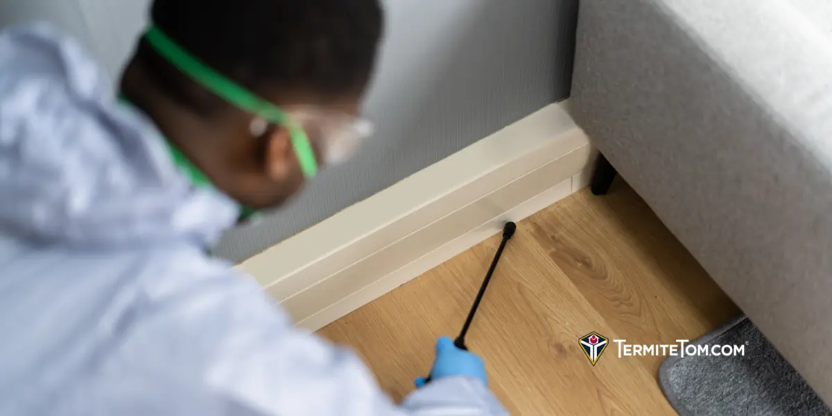 Round Rock Termite Damage Lawyer